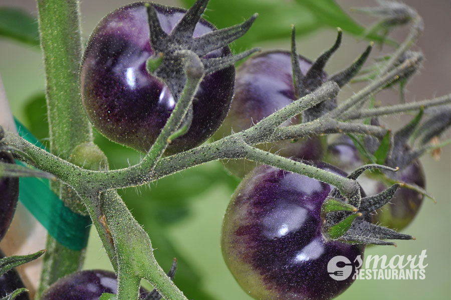 genetically-modified-purple-tomatoes